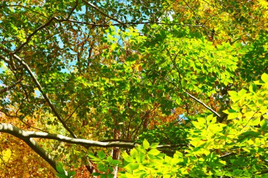 yeşil yapraklar arkaplan