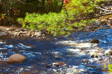 White Mountain National Forest nehirde