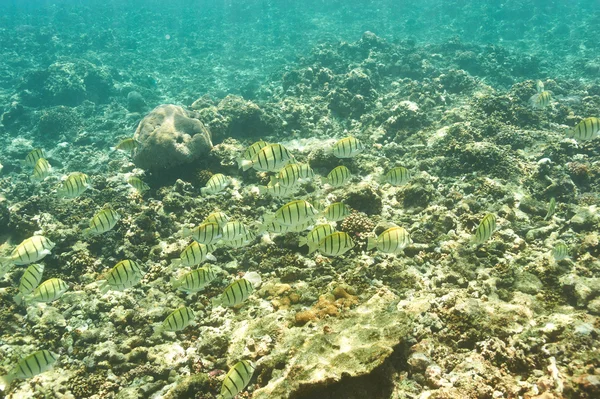 Barriera corallina e pesce — Foto Stock