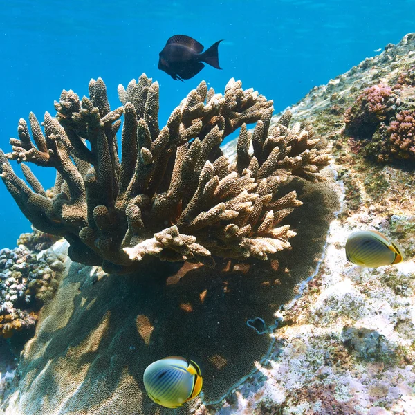 Arrecife de coral y peces —  Fotos de Stock