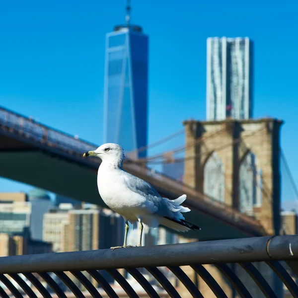 Mouette avec Manhattan en arrière-plan . — Photo