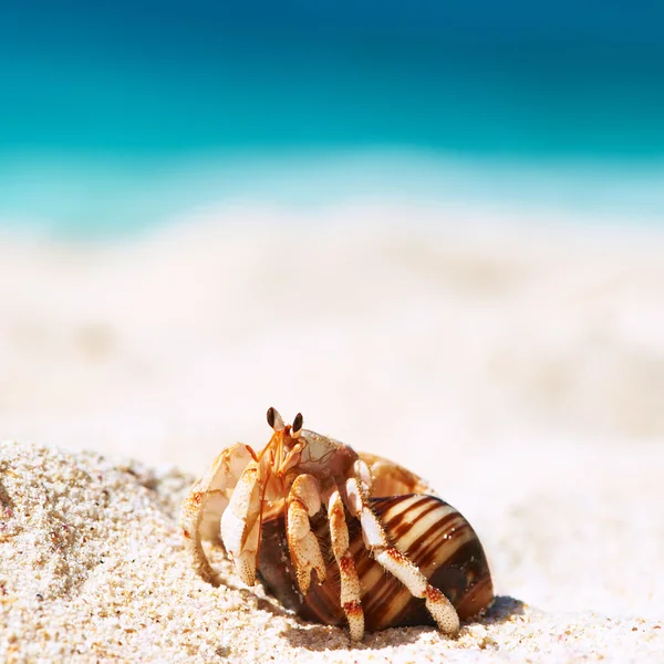 Poustevník krab na pláži — Stock fotografie