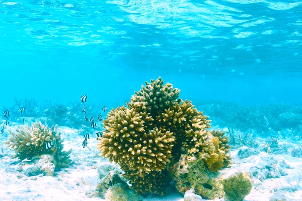 Recifes de coral em maldivas — Fotografia de Stock
