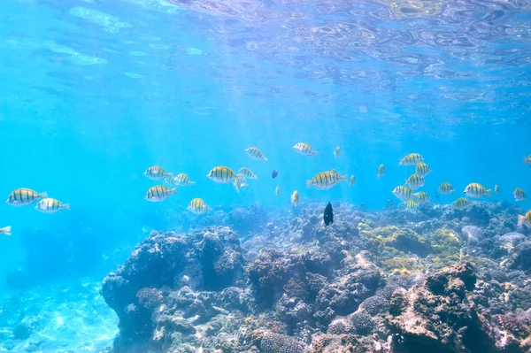 Korallenriff und Fische — Stockfoto