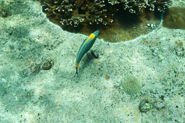 Coral reef and fish — Stock Photo, Image