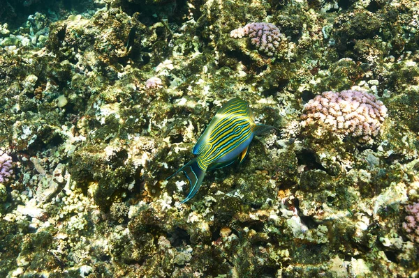 Coral reef and fish — Stock Photo, Image