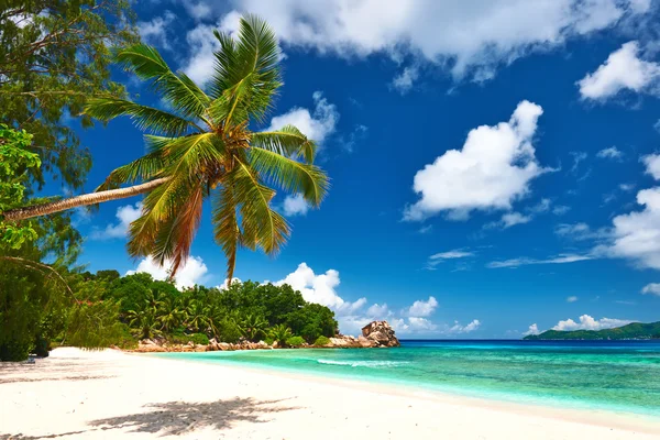 Vacker strand med palm tree på Seychellerna — Stockfoto