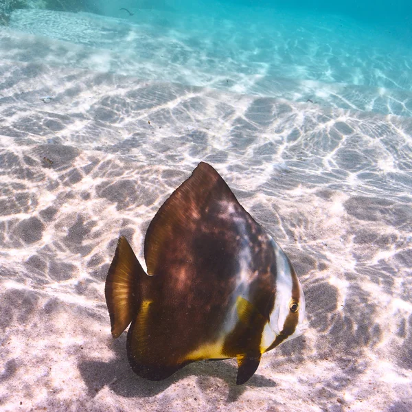 Peces arrecifes tropicales — Foto de Stock