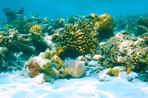 Recifes de coral em maldivas — Fotografia de Stock