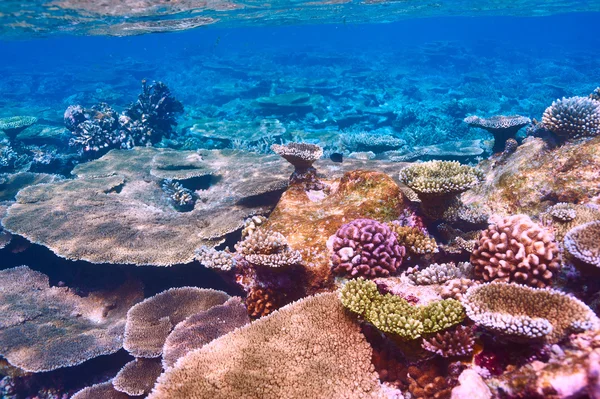 Arrecife de coral en Maldivas —  Fotos de Stock