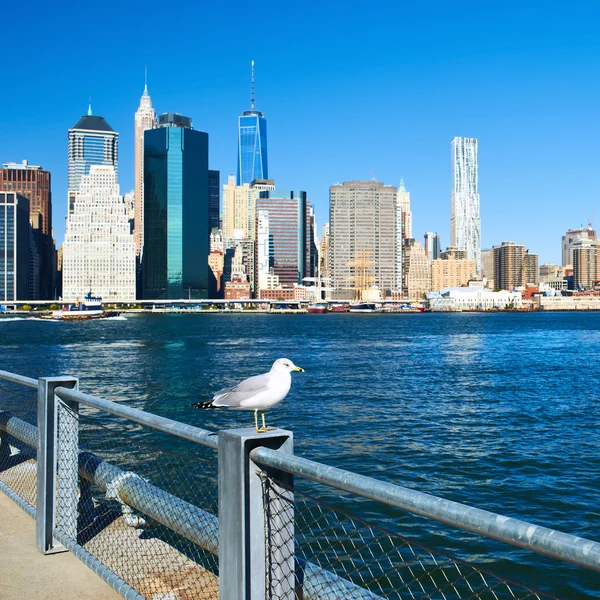 Seagull with Manhattan in background. Focus on the bird. — Stock Photo, Image