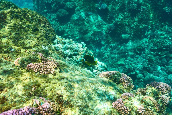 Arrecife de coral y peces — Foto de Stock