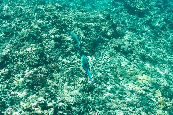 Mercan resifi ve balık — Stok fotoğraf