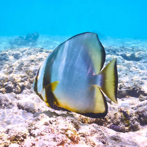 Arrecife de coral y peces —  Fotos de Stock