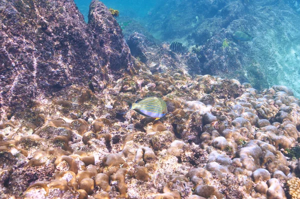 Barriera corallina e pesce — Foto Stock