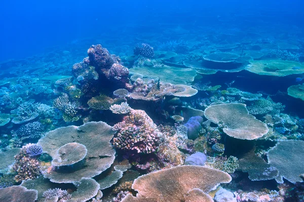 Arrecife de coral en Maldivas —  Fotos de Stock