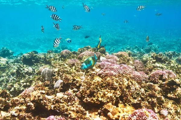 Arrecife de coral y peces — Foto de Stock