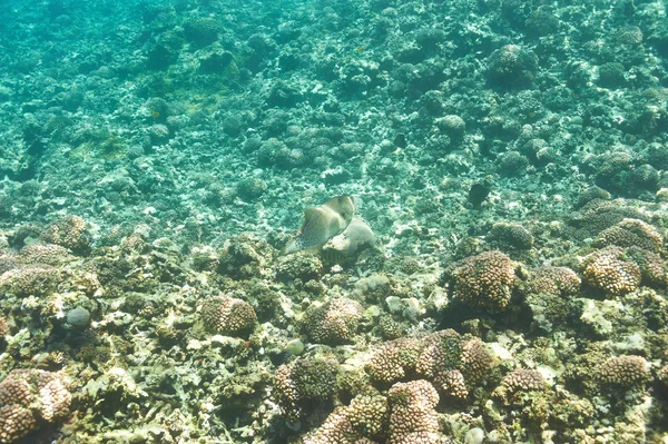 Barriera corallina e pesce — Foto Stock