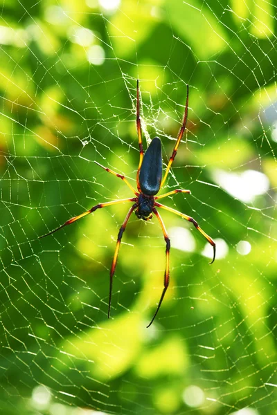 Giant wood spider - Nephila maculata — Stock Photo, Image