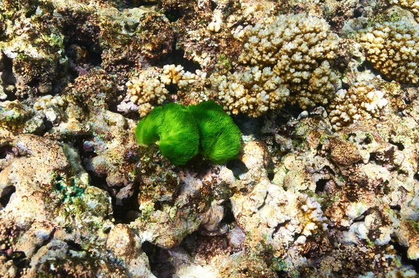 Coral reef in Seychellen — Stockfoto