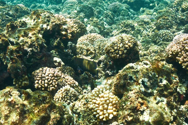 Arrecife de coral y peces —  Fotos de Stock