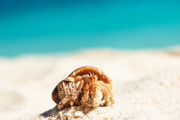 ปูเฮอร์มิทที่ชายหาด — ภาพถ่ายสต็อก