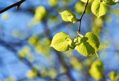 yeşil yapraklar arkaplan