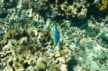 mercan resifi ve balık