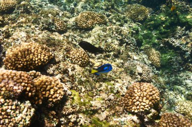 mercan resifi ve balık