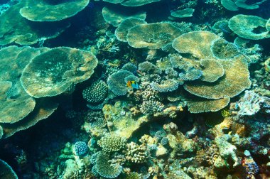 Maldivler mercan resifi