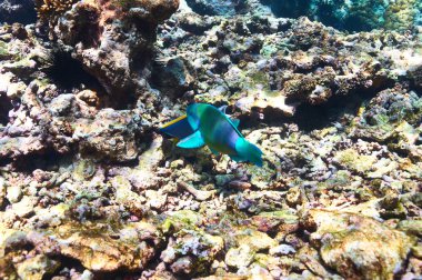 mercan resifi ve balık