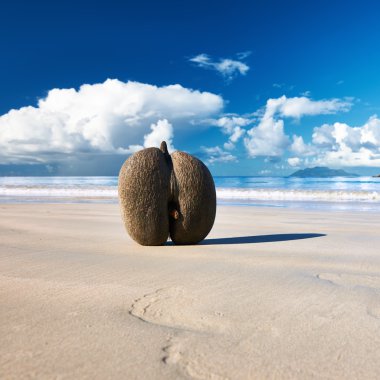 Sahilde deniz'ın hindistancevizi (coco de mer)