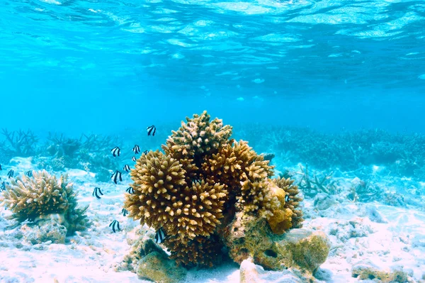 Maldivler mercan resifi