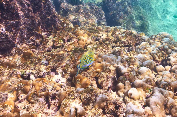 Coral reef and fish — Stock Photo, Image