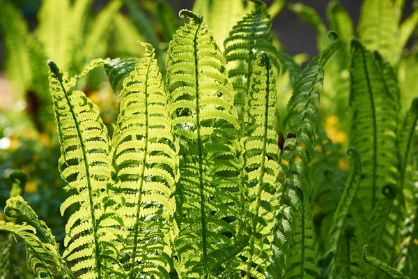 Plantas jóvenes de helechos — Foto de Stock