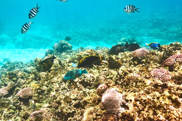 Arrecife de coral y peces — Foto de Stock