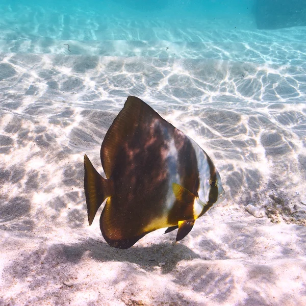 Peixes de recifes tropicais — Fotografia de Stock