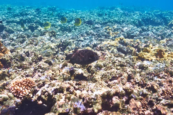 Arrecife de coral y peces —  Fotos de Stock