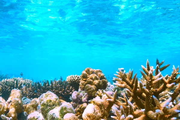 Arrecife de coral en Maldivas — Foto de Stock