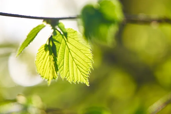 Groene bladeren achtergrond — Stockfoto