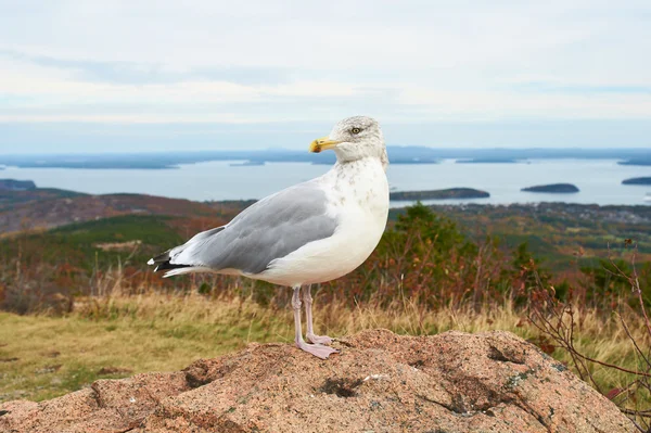 Gaviota en el Parque Nacional Acadia, Maine —  Fotos de Stock