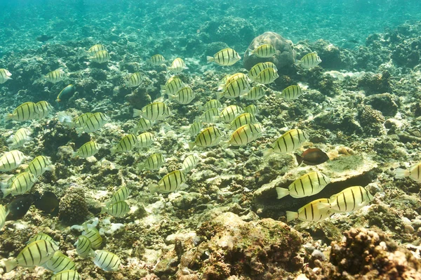 Coral reef and fish — Stock Photo, Image