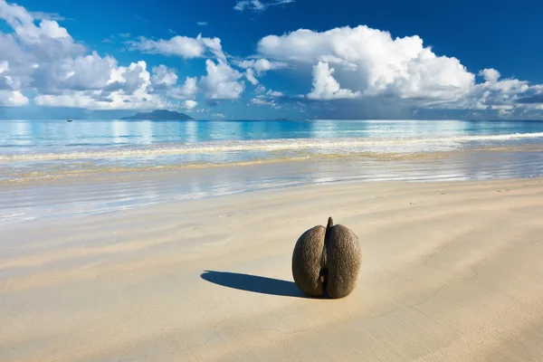 Морські кокоси (коко де Мер) на пляжі — стокове фото