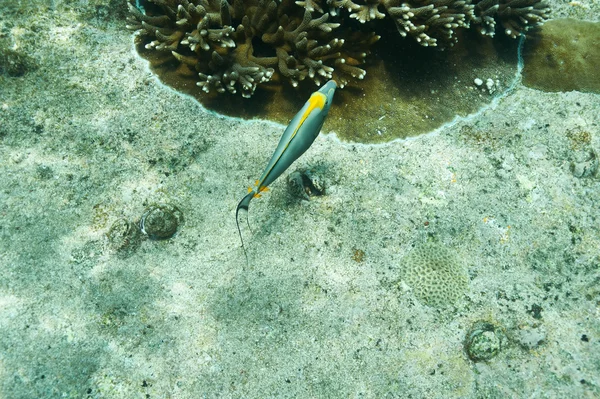 Terumbu karang dan ikan — Stok Foto