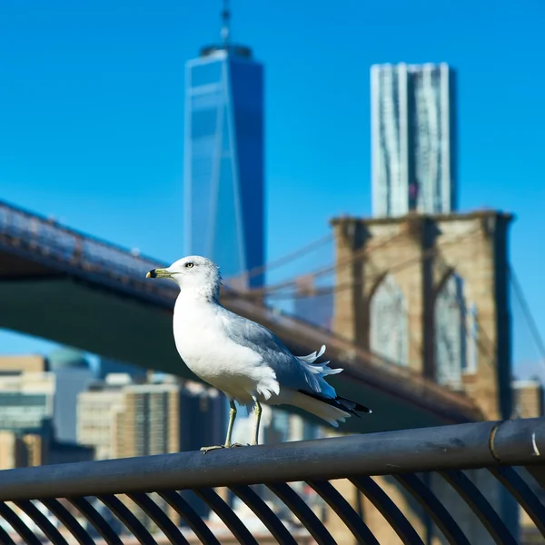 Seagull with Manhattan in background. — Stock Photo, Image