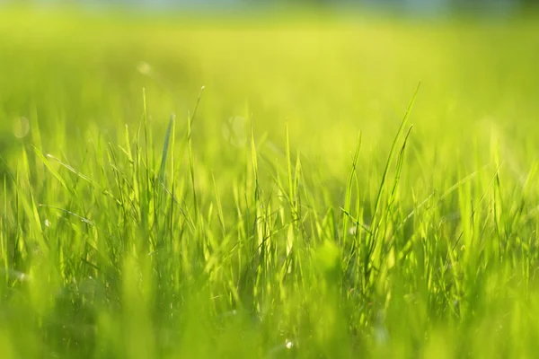 Pradera a la luz del sol — Foto de Stock