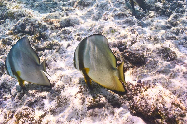 Arrecife de coral y peces — Foto de Stock