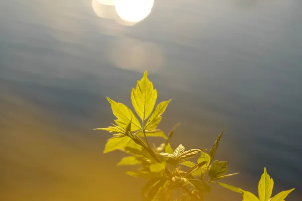 Πράσινα φύλλα πάνω από το νερό — Φωτογραφία Αρχείου