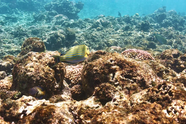 Korallenriff und Fische — Stockfoto