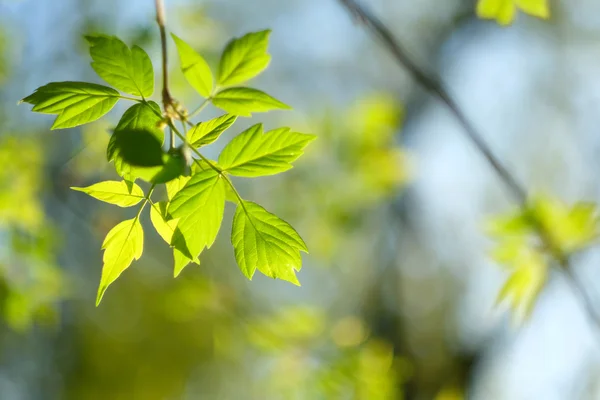 Groene bladeren achtergrond — Stockfoto